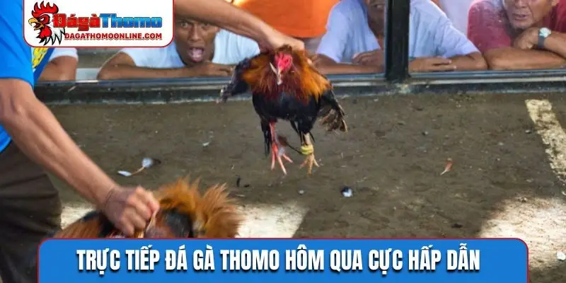 Trực tiếp đá gà Thomo hôm qua cực hấp dẫn
