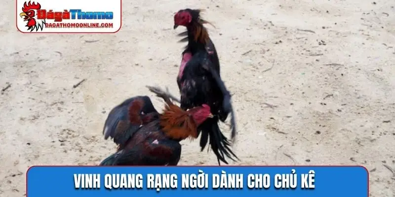 Vinh quang rạng ngời dành cho chủ kê