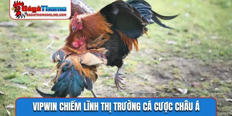 VIPWIN chiếm lĩnh thị trường cá cược châu Á