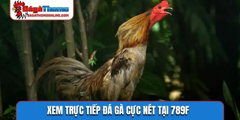 Xem trực tiếp đá gà cực nét tại 789F