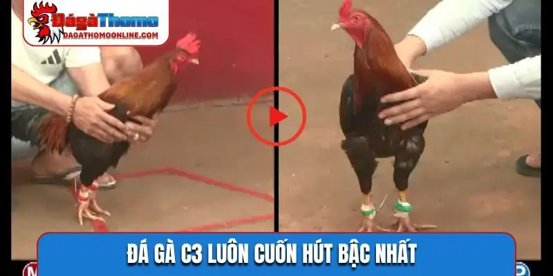 Đá gà C3 luôn cuốn hút bậc nhất